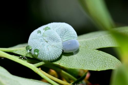 Trichiosoma sp.